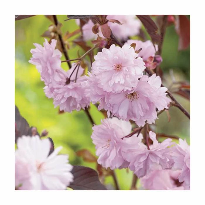 Prunus serrulata 'Royal Burgundy' | Cherry Blossom Tree 4 Prunus serrulata 'Royal Burgundy' | Cherry Blossom Tree - Image 2