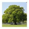 Quercus robur | Oak Tree 2 Quercus robur | Oak Tree -Bare Root Sales Shop PL9239062 main image ce07