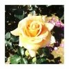 Debbie Phillips | Hybrid Tea Rose -Bare Root Sales Shop PL925090 main image d97a