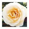 Susan Daniel | Floribunda Rose -Bare Root Sales Shop PL925096 main image 2429