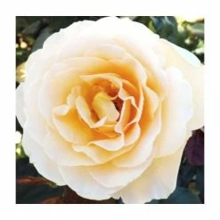 Susan Daniel | Floribunda Rose