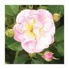 Lakeland | Climbing Rose 1 Lakeland | Climbing Rose -Bare Root Sales Shop PL925100 main image 6754