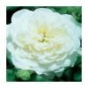 Silver Wedding 25th Anniversary | Floribunda Rose -Bare Root Sales Shop PL925113 main image 76b0