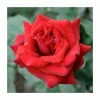 Special Dad | Hybrid Tea Rose -Bare Root Sales Shop PL925114 main image 315f