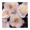 Your Wedding Day | Floribunda Rose 1 Your Wedding Day | Floribunda Rose -Bare Root Sales Shop PL925121 main image a2b4