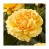 Amber Queen | Floribunda Rose -Bare Root Sales Shop PL925124 main image f446