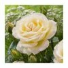At Peace | Hybrid Tea Rose -Bare Root Sales Shop PL925125 main image ebc9