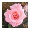 Fab at 40 | Floribunda Rose -Bare Root Sales Shop PL925141 main image 6c07