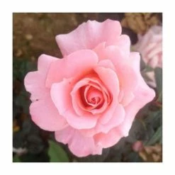 Fab at 40 | Floribunda Rose