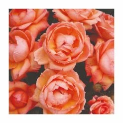 Fab at 80 | Floribunda Rose