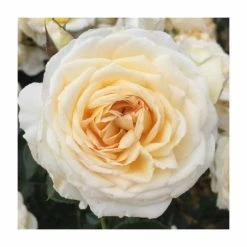Happy Birthday Cream | Floribunda Rose