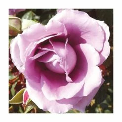 Harry Edland | Floribunda Rose