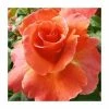 I am Macmillan | Floribunda Rose -Bare Root Sales Shop PL925156 main image 2b9e