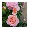 Sweet Syrie | Climbing Rose -Bare Root Sales Shop PL925345 main image f602