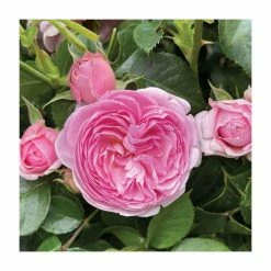 Bare Root Sales Shop -Bare Root Sales Shop PL925366BR add image 1 2524