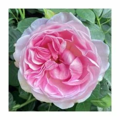 Bare Root Sales Shop 33 The Queen Elizabeth II Rose | Bare Root