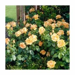 Bare Root Sales Shop -Bare Root Sales Shop PL925444 add image 1 9f0b