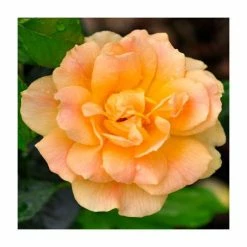 Bare Root Sales Shop 4 'Easy Going' Rose | Bare Root