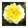 'The Sun and Heart' Rose | Bare Root -Bare Root Sales Shop PL925476 main image 9d95