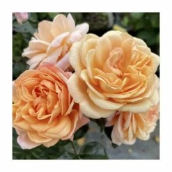 'Susie' Climbing Rose | Bare Root