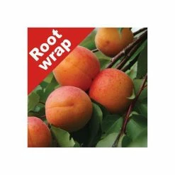 4-5ft 'New Large Early' Apricot Tree | SJA Semi Vigorous Rootstock | Bare Root