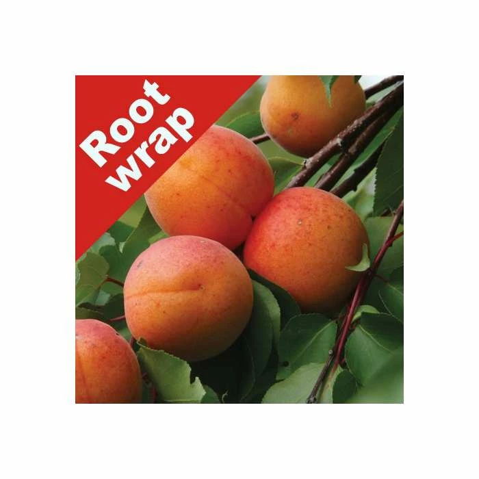 4-5ft 'New Large Early' Apricot Tree | SJA Semi Vigorous Rootstock | Bare Root 3 4-5ft 'New Large Early' Apricot Tree | SJA Semi Vigorous Rootstock | Bare Root