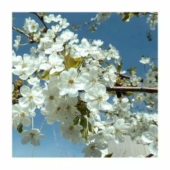5ft 'Victoria' Plum Tree | Wavit Semi Vigorous Rootstock | Bare Root | By Frank P Matthews™ -Bare Root Sales Shop TR01021 add image 1 671c