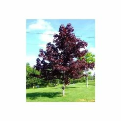Acer platanoides 'Crimson King' | Norway Maple Tree -Bare Root Sales Shop TR0130 add image 1 1726