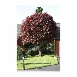 Acer platanoides 'Crimson King' | Norway Maple Tree -Bare Root Sales Shop TR0130 add image 3 4da0