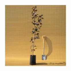 Acer platanoides 'Crimson King' | Norway Maple Tree -Bare Root Sales Shop TR0130 add image 4 a1c8