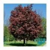Acer platanoides 'Crimson King' | Norway Maple Tree 2 Acer platanoides 'Crimson King' | Norway Maple Tree -Bare Root Sales Shop TR0130 main image 2205