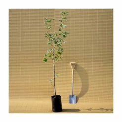 Acer platanoides 'Drummondii' |Norway Maple Tree 13 Acer platanoides 'Drummondii' |Norway Maple Tree -Bare Root Sales Shop TR0131 add image 4 1f8b