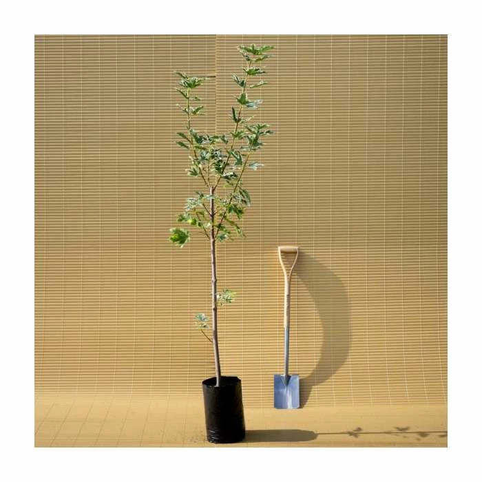 Acer platanoides 'Drummondii' |Norway Maple Tree 8 Acer platanoides 'Drummondii' |Norway Maple Tree - Image 6