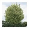 Acer platanoides 'Drummondii' |Norway Maple Tree -Bare Root Sales Shop TR0131 main image 06fa