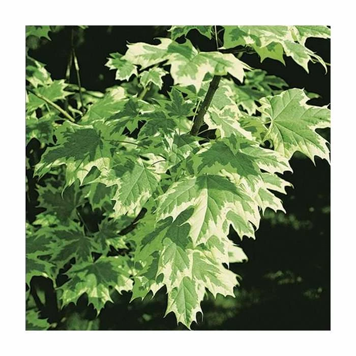 Acer platanoides 'Drummondii' |Norway Maple Tree 4 Acer platanoides 'Drummondii' |Norway Maple Tree - Image 2