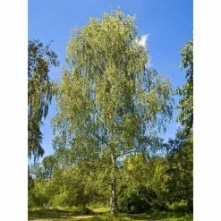 Silver Birch | Betula Pendula -Bare Root Sales Shop TR013512L add image 1 57df