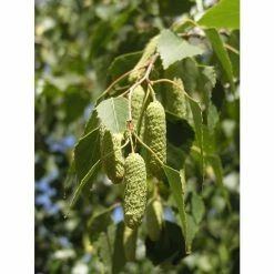 Silver Birch | Betula Pendula -Bare Root Sales Shop TR013512L add image 2 6e23