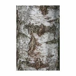 Silver Birch | Betula Pendula -Bare Root Sales Shop TR013512L add image 3 942a