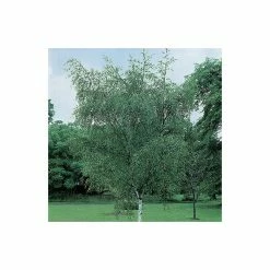 Silver Birch | Betula Pendula -Bare Root Sales Shop TR013512L add image 4 e015