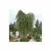 Silver Birch | Betula Pendula -Bare Root Sales Shop TR013512L main image 09a1