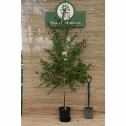Silver Birch | Betula Pendula -Bare Root Sales Shop TR013512L rollover image 16a9
