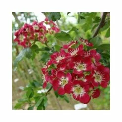 Crataegus laevigata 'Crimson Cloud' | Hawthorn Tree 7 Crataegus laevigata 'Crimson Cloud' | Hawthorn Tree -Bare Root Sales Shop TR01389L add image 1 1b7d