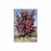 Crataegus laevigata 'Crimson Cloud' | Hawthorn Tree -Bare Root Sales Shop TR01389L main image 30a0