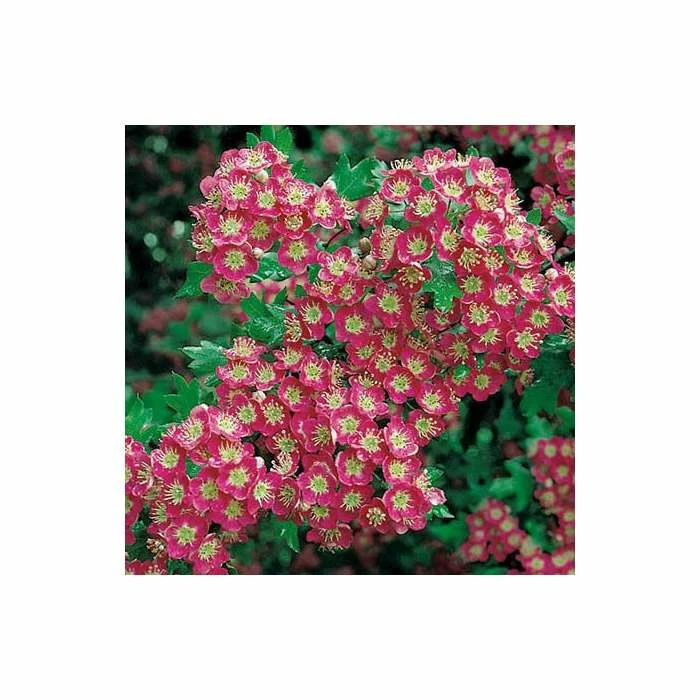 Crataegus laevigata 'Crimson Cloud' | Hawthorn Tree 4 Crataegus laevigata 'Crimson Cloud' | Hawthorn Tree - Image 2