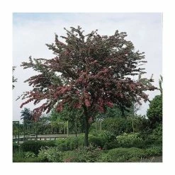 Crataegus laevigata 'Pauls Scarlet' | Hawthorn Tree 11 Crataegus laevigata 'Pauls Scarlet' | Hawthorn Tree -Bare Root Sales Shop TR01399L add image 1 15f9