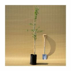 Crataegus laevigata 'Pauls Scarlet' | Hawthorn Tree 15 Crataegus laevigata 'Pauls Scarlet' | Hawthorn Tree -Bare Root Sales Shop TR01399L add image 5 7d98