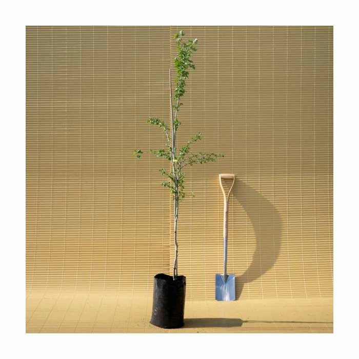 Crataegus laevigata 'Pauls Scarlet' | Hawthorn Tree 9 Crataegus laevigata 'Pauls Scarlet' | Hawthorn Tree - Image 7