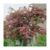 Crataegus laevigata 'Pauls Scarlet' | Hawthorn Tree 1 Crataegus laevigata 'Pauls Scarlet' | Hawthorn Tree -Bare Root Sales Shop TR01399L main image 3a55