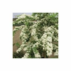 Crataegus laevigata 'Plena' | Hawthorn Tree 9 Crataegus laevigata 'Plena' | Hawthorn Tree -Bare Root Sales Shop TR0140 add image 1 c41e