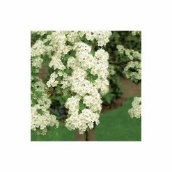 Crataegus laevigata 'Plena' | Hawthorn Tree 10 Crataegus laevigata 'Plena' | Hawthorn Tree -Bare Root Sales Shop TR0140 add image 2 997c